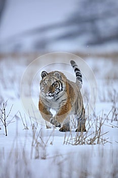 Siberian tiger in snow photo