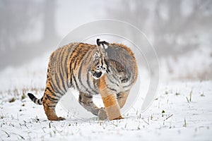 Siberian tiger in the snow in winter, looking back. Panthera tigris altaica