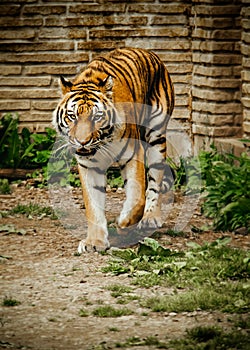 Siberian Tiger Stalking