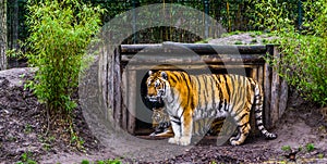 Siberian tiger standing in front of his hut, Endangered animal from China