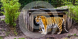 Siberian tiger standing in front of his hut and looking in the camera, Endangered animal specie from Russia