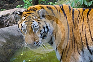 Siberian tiger is standing in a small pond