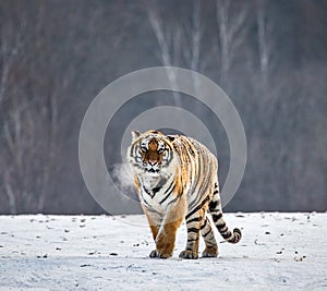 Siberian tiger is standing on a snowy glade. China. Harbin. Mudanjiang province. Hengdaohezi park.