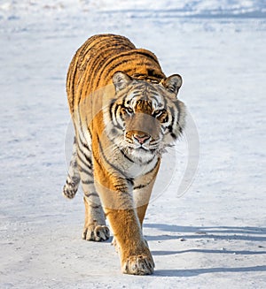 Siberian tiger is standing on a snowy glade. China. Harbin. Mudanjiang province. Hengdaohezi park.