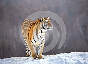 Siberian tiger is standing on a snowy glade. China. Harbin. Mudanjiang province. Hengdaohezi park.