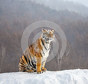 Siberian tiger is standing on a snowy hill on a background of winter trees. China. Harbin. Mudanjiang province.