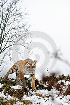 Siberian tiger staring straight into the camera. Dangerous beast up close.