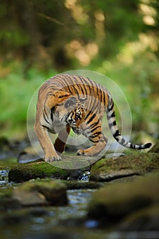 Siberian tiger on the stone close to river. Siberian tiger, Panthera tigris altaica