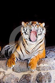 siberian tiger on the stones. Black background . Mouth is wide opened
