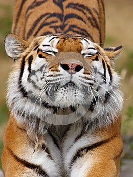 Siberian tiger stretching