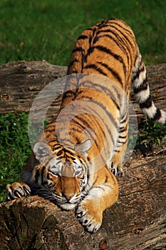 Siberian tiger stretching out