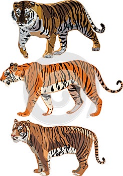 Siberian Tiger,Sumatran Tiger, Bengal tiger