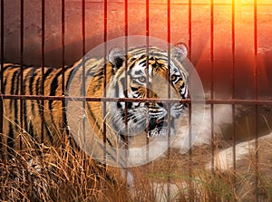 Siberian tiger at sunset