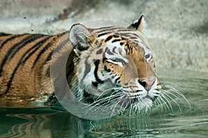 Siberian tiger swimming