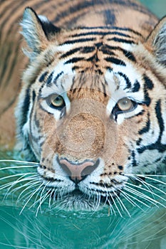 Siberian tiger swimming