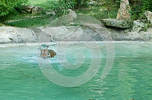 Siberian tiger swimming