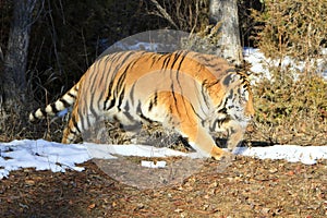 Siberian tiger walking along tree edge
