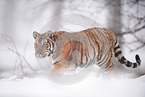 Siberian tiger walking in the cold winter weather. Snow and foggy weather.