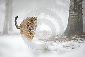 Siberian tiger walking directly to the camera. Front shot in the winter with a lot of snow.