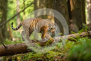 Siberian tiger walking on a fallen tree in taiga. Jungle forest with dangerous animal. Panthera tigris altaica