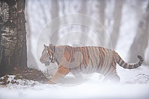 Siberian tiger walking in foggy weather through the forest landscape