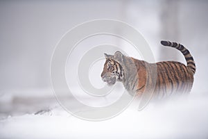 Siberian tiger walking in foggy weather in the winter on the snow.