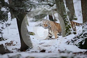 Siberian tiger walking in forest