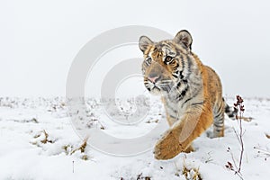 Siberian tiger walking on snow directly to the camera. Closeup image of the beast.