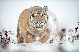 Siberian tiger walking on snow. Panthera tigris altaica.