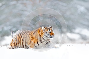 Siberian tiger walking in the snow. Winter scene with Amur tiger. Wildlife from nature on taiga, Russia. Big danger animal in snow