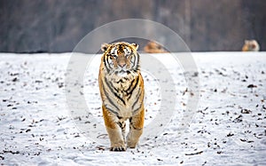 Siberian tiger walks in a snowy frost. Very unusual image. China Harbin. Mudanjiang province. Hengdaohezi park.