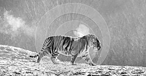 Siberian tiger walks in a snowy glade in a cloud of steam in a hard frost. Black and white. Very unusual image. China.