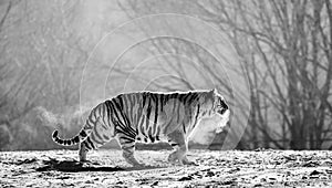 Siberian tiger walks in a snowy glade in a cloud of steam in a hard frost. Black and white. Very unusual image. China.