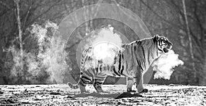 Siberian tiger walks in a snowy glade in a cloud of steam in a hard frost. Black and white. Very unusual image. China.