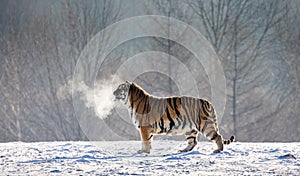 Siberian tiger walks in a snowy glade in a cloud of steam in a hard frost. Very unusual image. China.