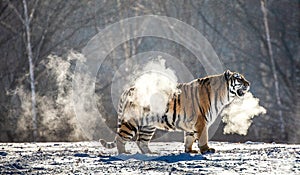 Siberian tiger walks in a snowy glade in a cloud of steam in a hard frost. Very unusual image. China. Harbin. Mudanjiang province.