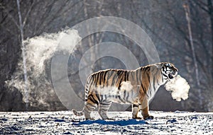 Siberian tiger walks in a snowy glade in a cloud of steam in a hard frost. Very unusual image. China. Harbin. Mudanjiang province.