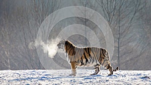 Siberian tiger walks in a snowy glade in a cloud of steam in a hard frost. Very unusual image. China.