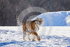 Siberian tiger walks in a snowy glade in a hard frost. Very unusual image. China. Harbin. Mudanjiang province. Hengdaohezi park.