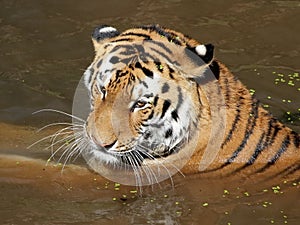 Siberian tiger in water portrait