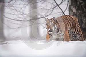 Siberian tiger in the winter focusing to the prey. Winter season.