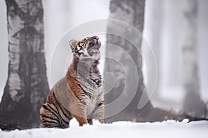 Siberian tiger in the winter forest with an open mouth.