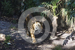 Siberian Tiger in Zoo