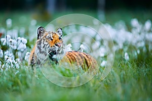 Siberian tigerPanthera tigris altaica. Amur tiger Panthera tigris altaica in the grassland. Dangerous animal from Russia. Wild