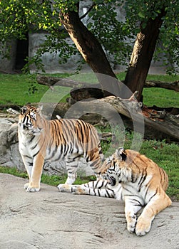 Siberian tigers