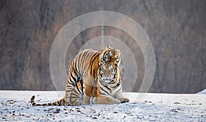 Siberian tigers make love in a snowy glade. China. Harbin. Mudanjiang province. Hengdaohezi park.