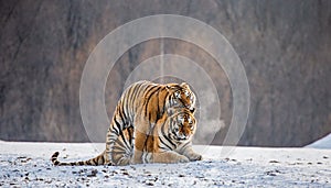 Siberian tigers make love in a snowy glade. China. Harbin. Mudanjiang province. Hengdaohezi park.