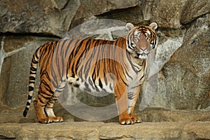 Siberian tigers, Panthera tigris altaica, resting and playing in the rocky mountain area.