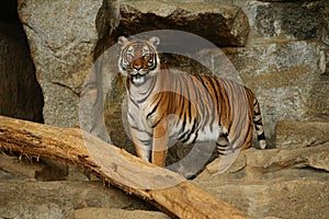 Siberian tigers, Panthera tigris altaica, resting and playing in the rocky mountain area.