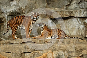 Siberian tigers, Panthera tigris altaica, resting and playing in the rocky mountain area.